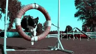 Comethazine - Walk music video but its dogs
