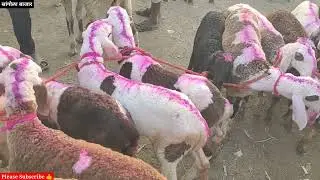 शेळी मेंढी बोकड बाजार सांगोला Goat Sheep market Sangola