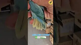 Beauty of Aqua Blue 2 Opaline. ❤️ 😍 #dhillonaviary #lovebirds #Aqua #birdlovers