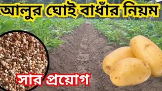 আলুর ঘোই কিভাবে বাধঁবেন। কি কি সার প্রয়োগ করবেন। আলু চাষ @Kobutorghoragrofarm #আলু