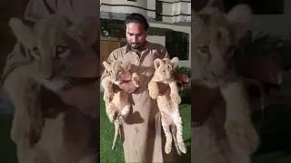 #song #automobile #punjabisong #remix #punjabimusic #lion #wildliferescue #bigcats #animals