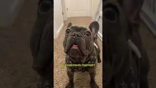 Тотальный контроль #frenchbulldog