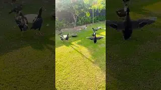 Funny video Hen and Duck || Funny video #birdifarm #short #funny