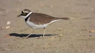 Little Ringed Plover, Corriere piccolo (Charadrius dubius)