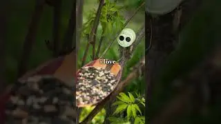 This bird got your heart yet? 💘🥰 #hibird #birds #birdfeeder #birdfeedercamera #bird