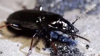 Beetle Pterostichus oblongopunctatus feeds on charred pizza remnants