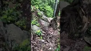 2020年6月27日Flint and feather, the most difficult trail in Grouse Mountain.