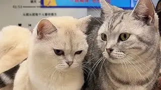BOSS CAT - How to Transition Your Cat to a New Diet Safely