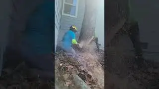felling this sycamore that was leaning on the house #trees #sacramento #shorts #arborist #explore