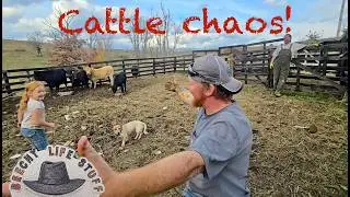 Weaning + Freeze Branding Chaos