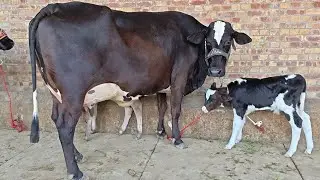Jarsi chulstani cross cow for sale | Apna Punjab tv | 18/12/2025