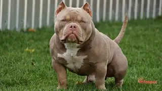 Strengthening Your Bond with Your American Bully through Effective Communication