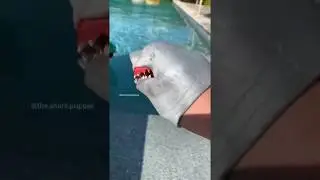 SHARK PUPPET VS ALLIGATOR