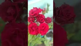 Roses#nature #colorfulblooms #garden #terracegarden #flowerlovers #bunchofflowers