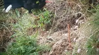 Chough, Porthgwarra, Cornwall, August 2021