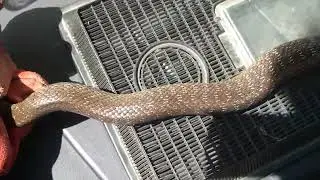 Aesculapian Snake Facts