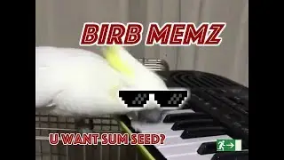 BIRB MEMZ COMPILATION *dank*