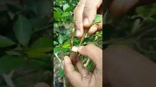 Cara Kahwin Bunga Kertas 2 Tunas. Follow Tiktok👇 www.tiktok.com/@kebuntepirumah     #gengkebun