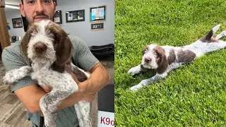 12-Week-Old Spinone Italiano Puppy | First Week of Training at K9one 🐾