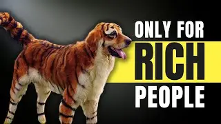 10 Expensive Dog Breeds Only for the Rich People