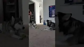 Husky and Malamute stare down for ball!