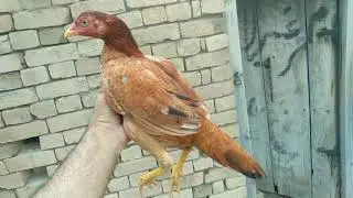 Mianwali aseel young pullets