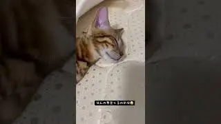 口モゴモゴしてる🤭#shorts#kittenshorts #ベンガル #子猫 #猫shorts #猫 #動物#猫#猫動画