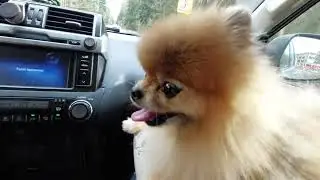 Adorable Mini Spitz Living in a Car: An Unusual Journey
