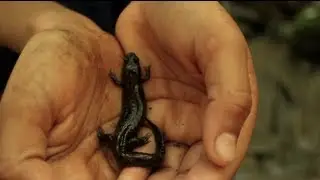 All the Salamanders #SmokiesCool
