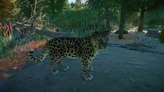 Amur Leopard | Planet Zoo Animals