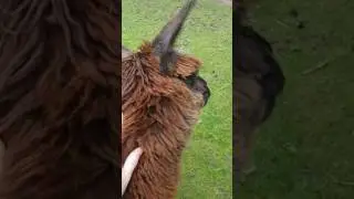 Suri Alpacas