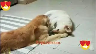 Indonesia dogs  🐕 fighting | KvpLive