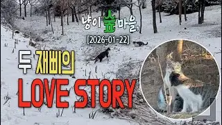 냥이숲마을, 두 재삐의 Love Story | Forest Cat Village &ndash; Love Story of Big & Little Jjaebb #냥이숲아침식탁 #야생고양이