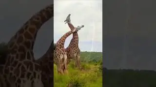 Funny giraffe fight #shorts #nature #cute #animals #fighting