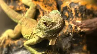 Green Iguana Babies for Sale || jsk pets ||