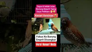Burung Emprit Kenarian