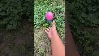 Oren ● pink ● biru ● hijau