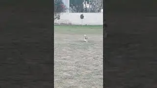 Shih Tzu running#35kmph#run for you life music