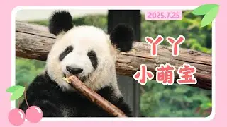 丫丫25年7月25日最新视频 -  丫丫小萌宝炫笋小表情多多好可爱，光滑洁白后背令人感动 Beijing Zoo official release Ya Ya video 20250725