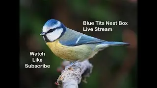 Live Blue Tit Nest Box 2025 -  Watch Live | Lancashire Wildlife | Live Stream
