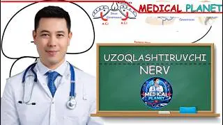 Nerv sistemasi 16. Uzoqlashtiruvchi nerv
