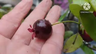 Mais uma novidade pro pomar 
