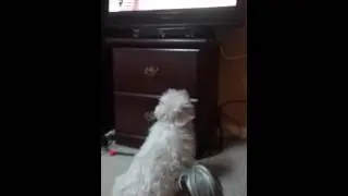 The world dog awards