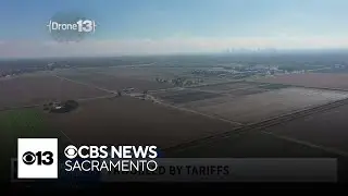 Some Sacramento region farmers say tariffs are cutting profits and wasting crops