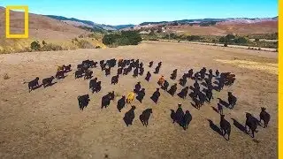 Pastoreo con DRONES, &iquest;es posible? &iexcl;Incre&iacute;ble uso de DRONES en ganader&iacute;a ! | NatGeo en Espa&ntilde;ol