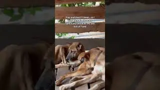 #dog join me in providing a safe haven for these fur babies