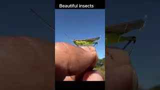 Catching insects in the gardengot Betta fish Etruscan shrew Millipede grasshoppe frog! 054