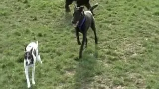 Boomer and the big dogs