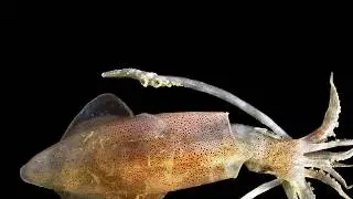 Squid Dissection