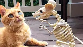 Funniest Cats  2022 | OMG So Cute 🐱